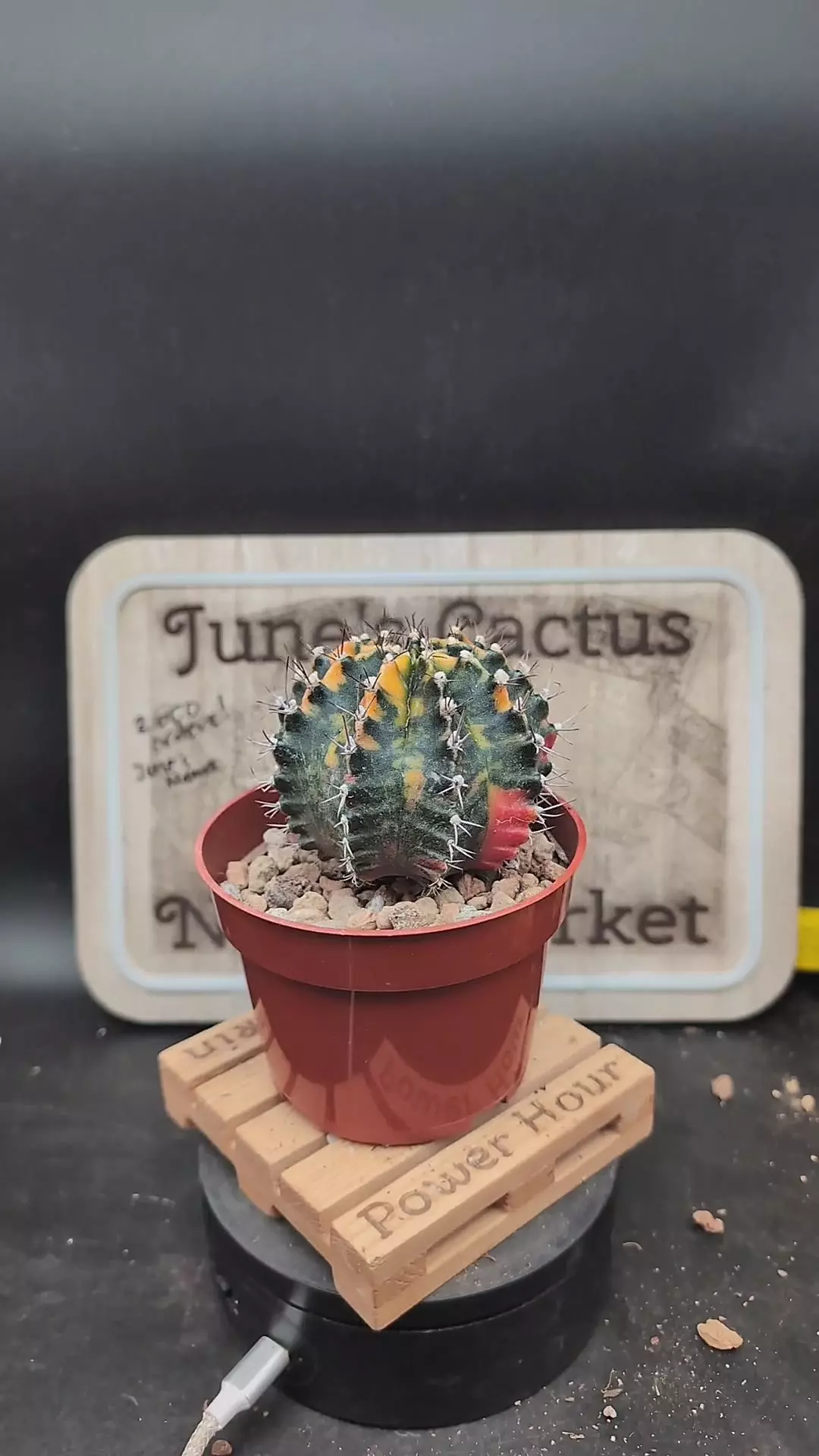 plant/m442 pretty vari gymno 4" pot-0