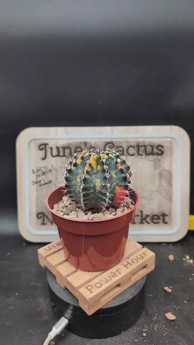 plant/m442 pretty vari gymno 4" pot-0-thumbnail