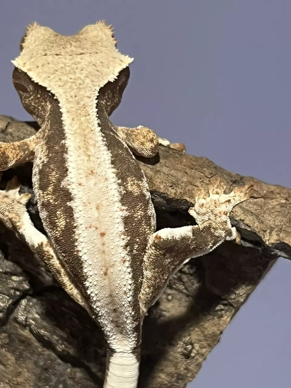 plant/Npv Lillywhite High coverage 5g-1