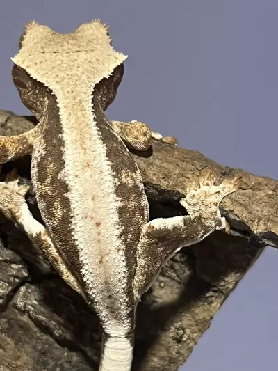 plant/Npv Lillywhite High coverage 5g-1-thumbnail