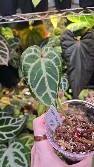 plant/Dorayaki x (Zara x Michelle) Lightly Rooted Division-1-thumbnail