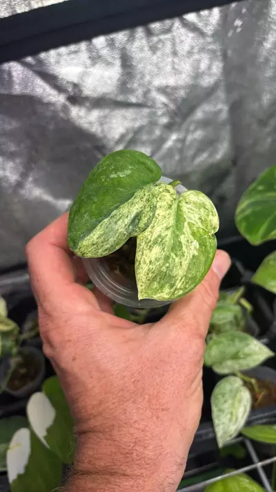plant/Scindapsus Marble Queen 3” (MQ2)-0-thumbnail