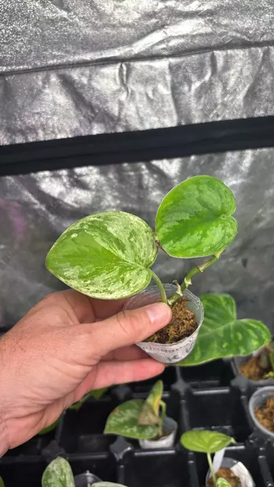 plant/Scindapsus Silver Knight Var. 3” (KK)-0-thumbnail