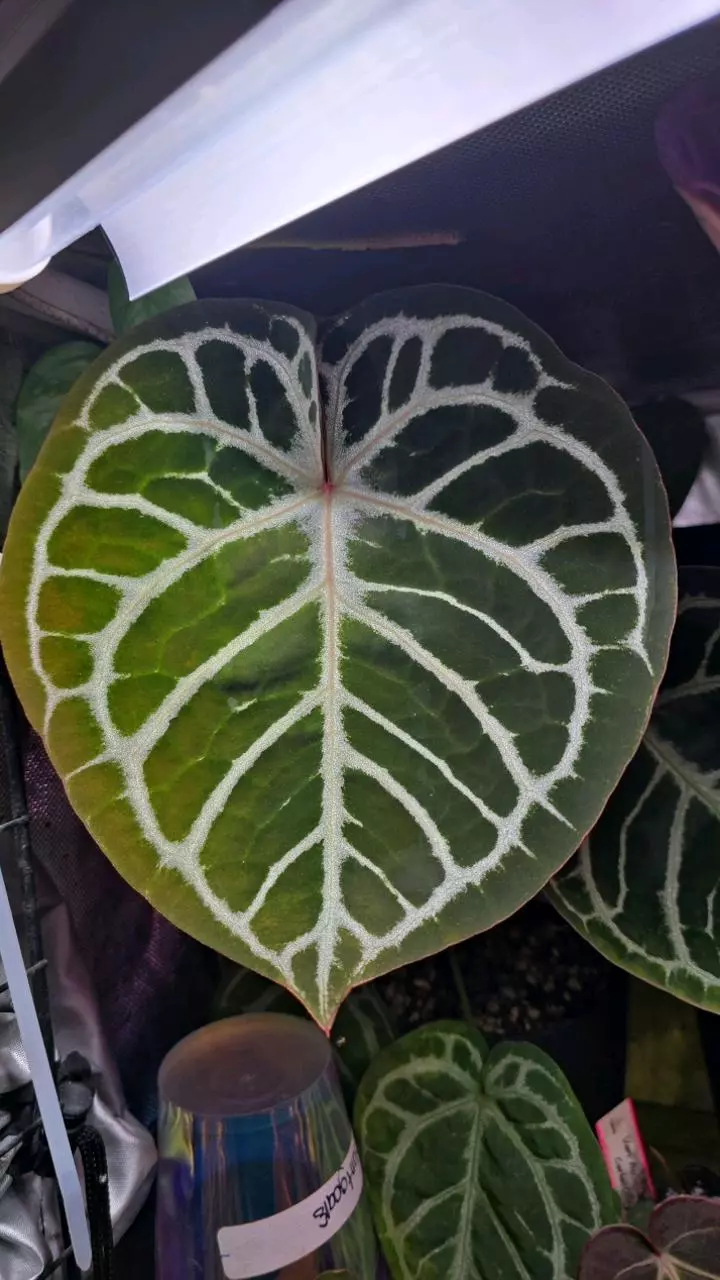 plant/Dorayaki x (Zara x Michelle) Lightly Rooted Division-4