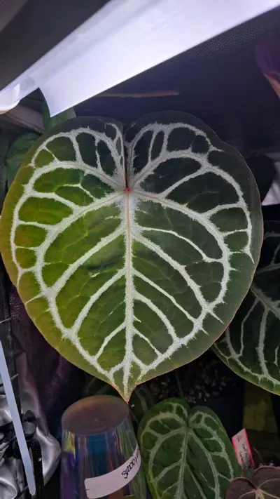 plant/Dorayaki x (Zara x Michelle) Lightly Rooted Division-4-thumbnail