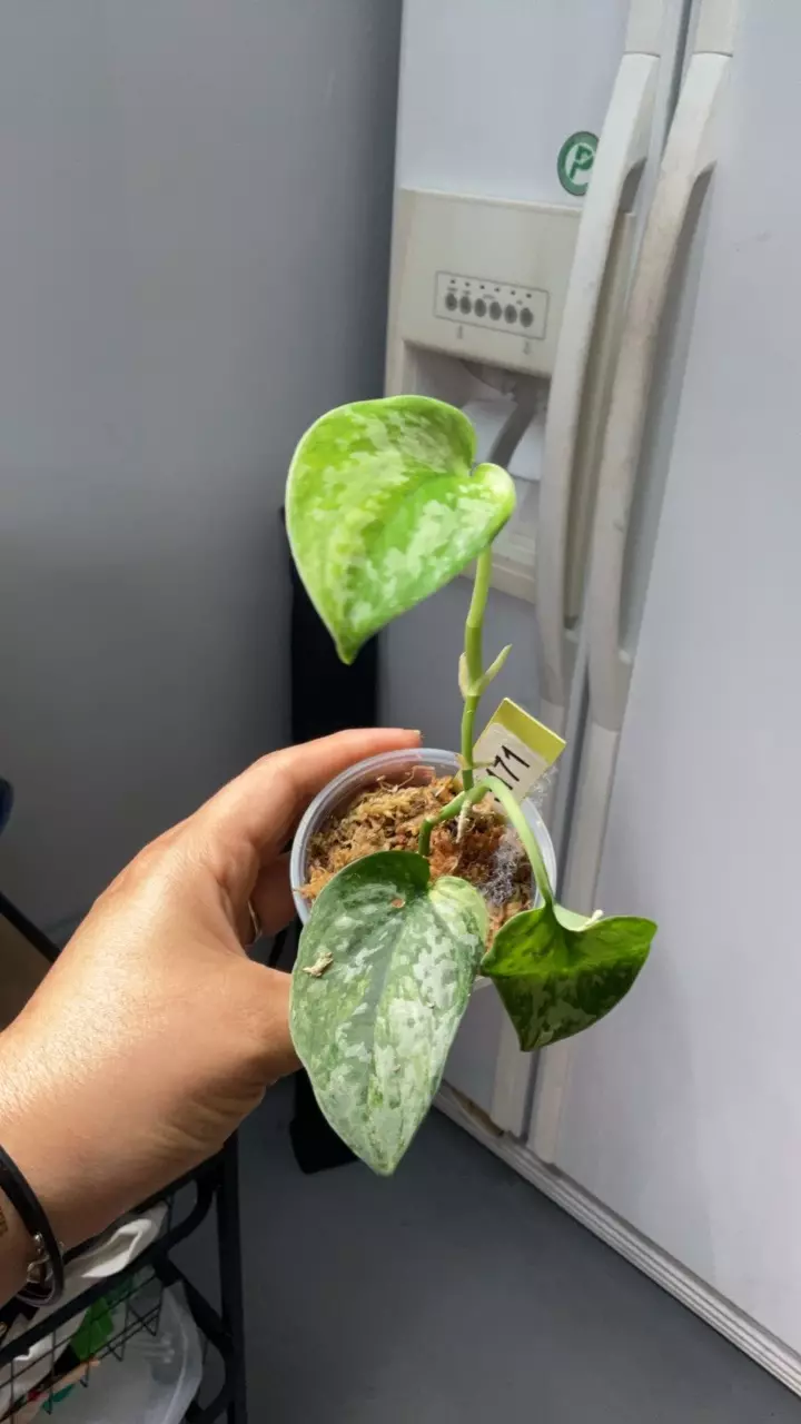 plant/3171 Exotica aurea-0