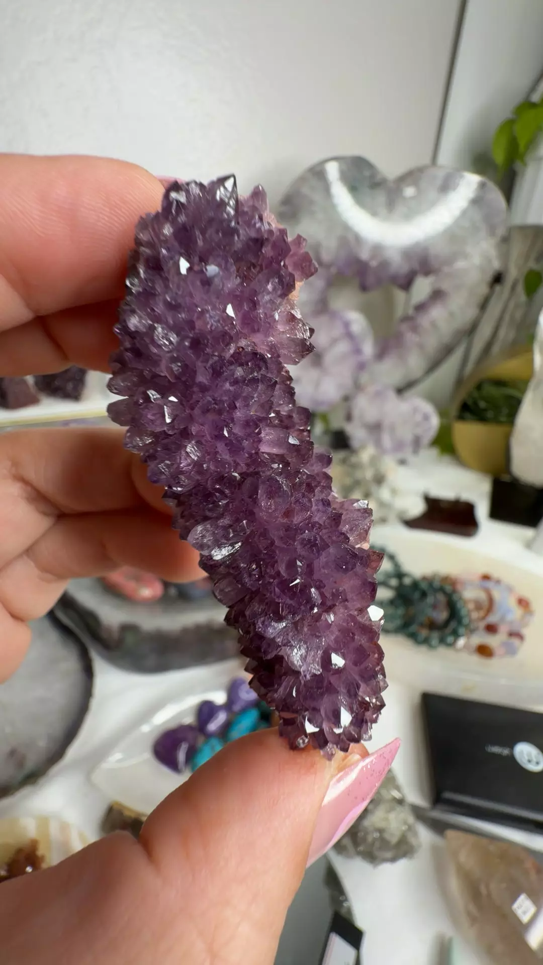 plant/alacam amethyst-0