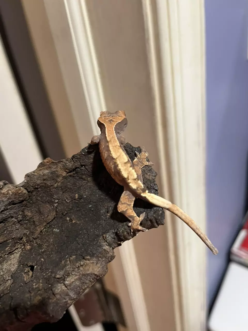 plant/NPV Sable 5g-3