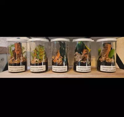 plant/Enclosure kit arboreal sling-1-thumbnail