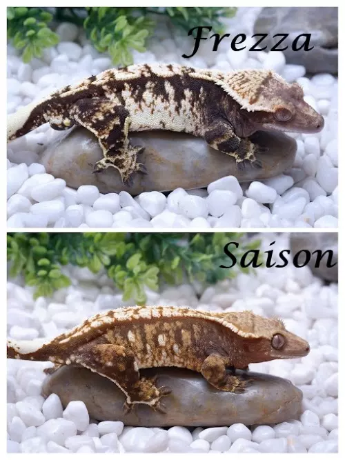 plant/Rusty - proven Male out of Saison x Frezza-2