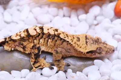 plant/Geyser - RTB male by Enzo Reptiles out of Canik x Vulcan-0-thumbnail