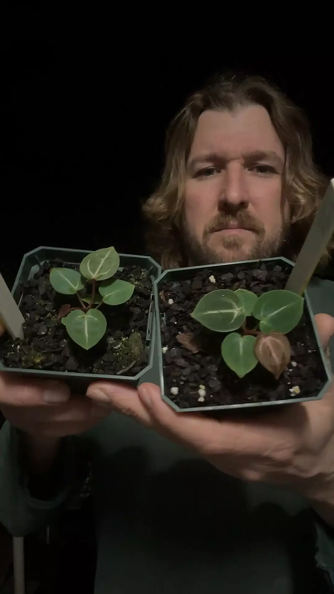 plant/[441 442] Wonderboy A-0