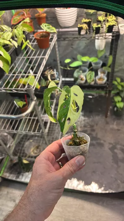 plant/Monstera Adansonii Aurea 3” (AA)-0-thumbnail