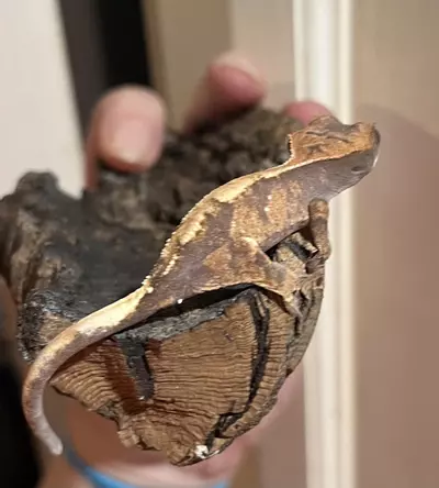 plant/NPV Sable 5g-1-thumbnail