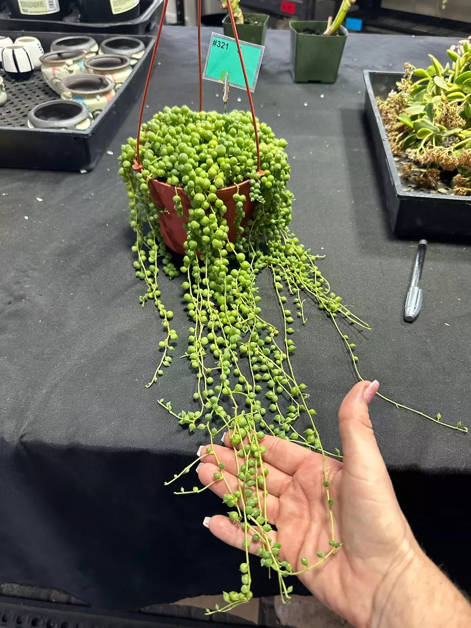 plant/321 6in string of pearls-0