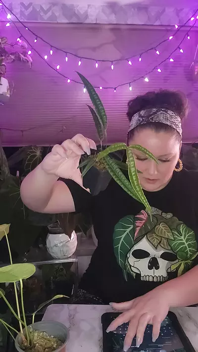 plant/Coochiecuense 0346-0-thumbnail