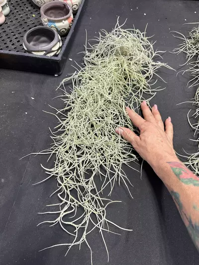 plant/Spanish Moss-0-thumbnail