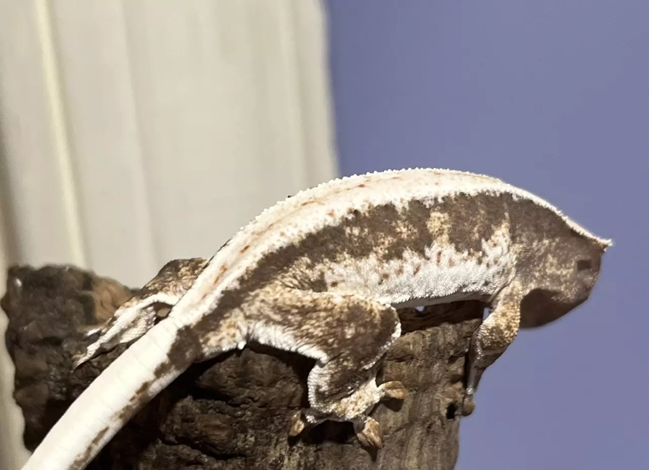 plant/Npv Lillywhite High coverage 5g-0