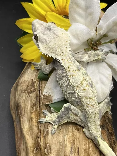 plant/Lavender Extreme paper white almost COMPLETE coverage-1-thumbnail