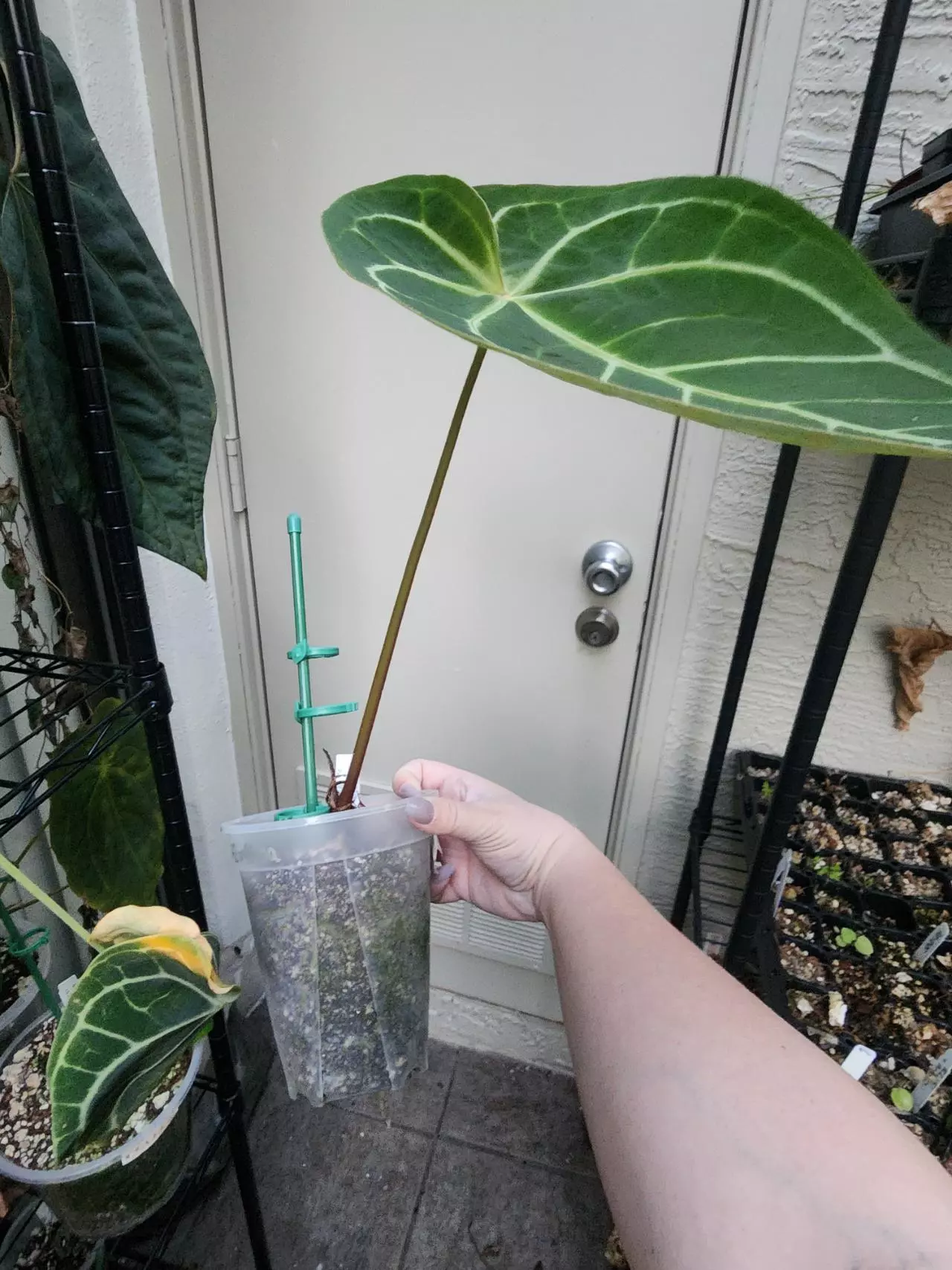 plant/Michelle f2 x Carla mature flowering size-2