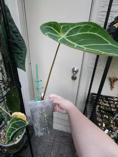 plant/Michelle f2 x Carla mature flowering size-2-thumbnail