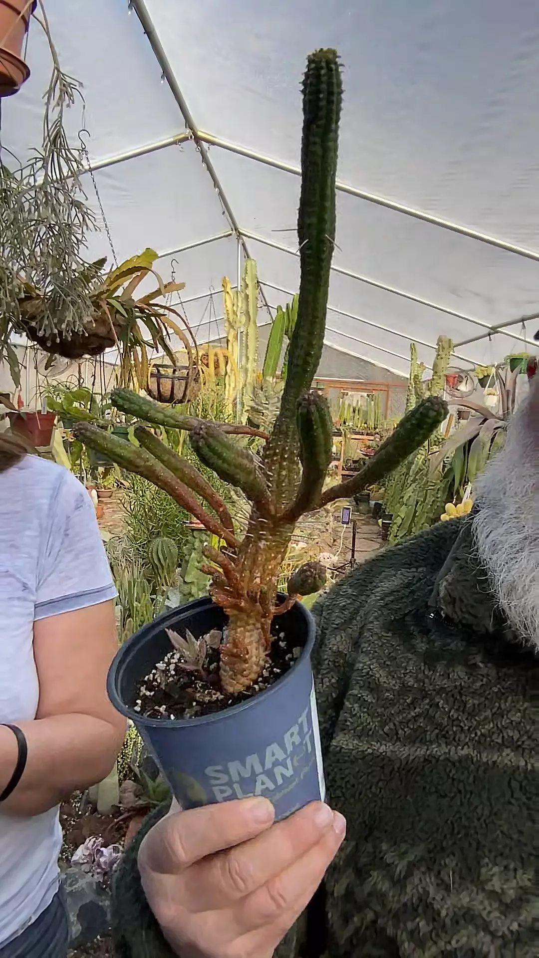 plant/Euphorbia Corncob 5”-0