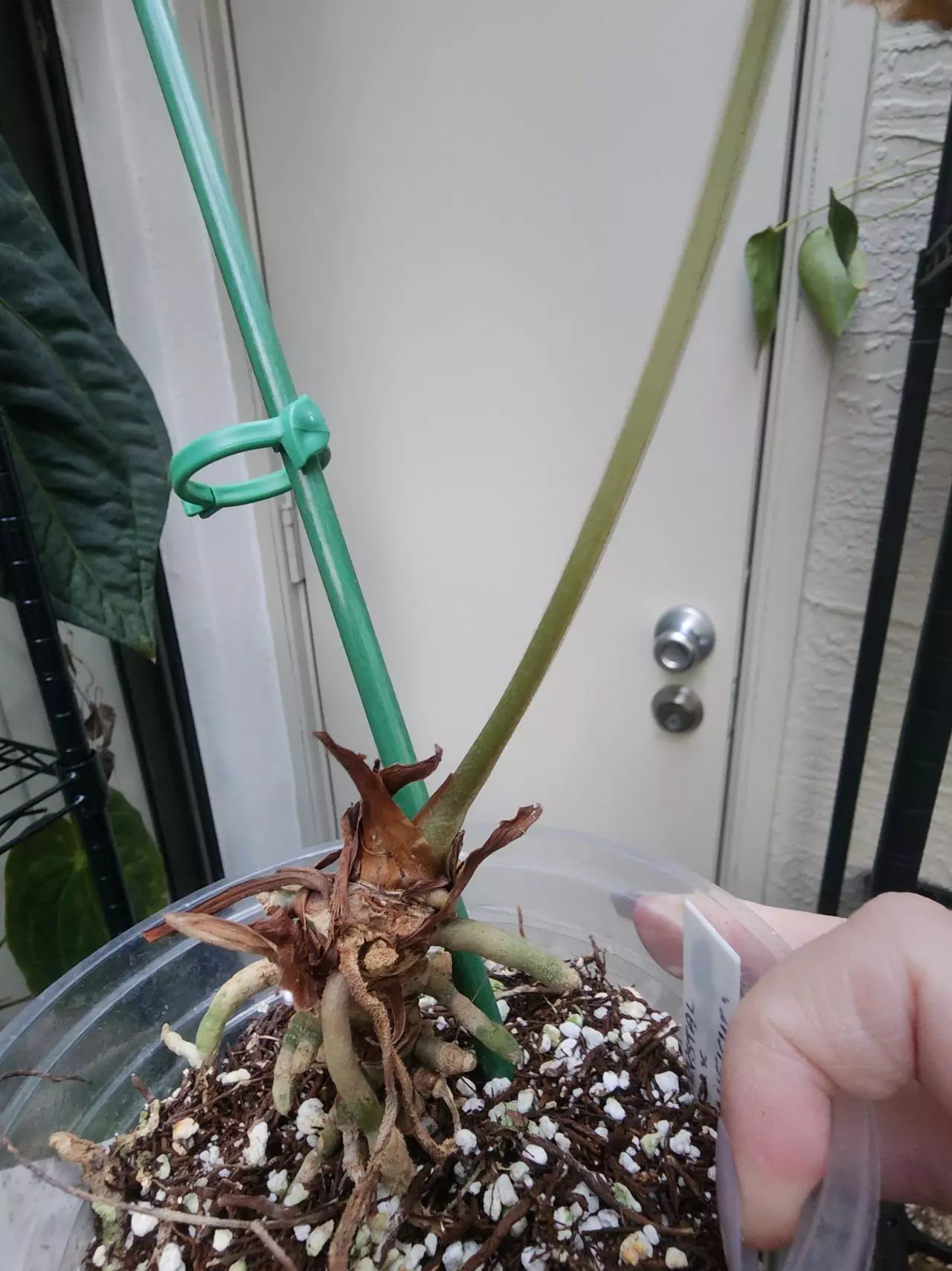 plant/Stunner FTG Crystal Mag mature-1