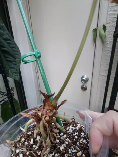 plant/Stunner FTG Crystal Mag mature-1-thumbnail