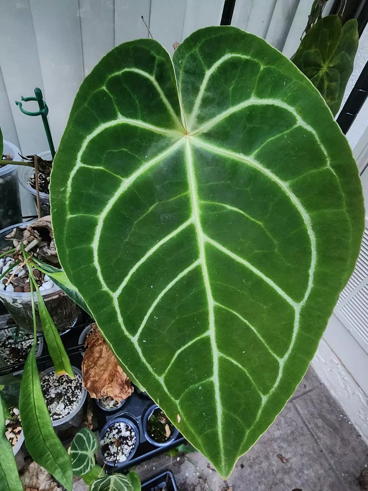 plant/Michelle f2 x Carla mature flowering size-0