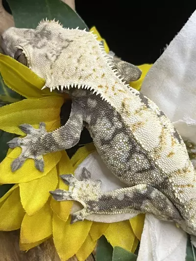 plant/Lavender Extreme paper white almost COMPLETE coverage-3-thumbnail