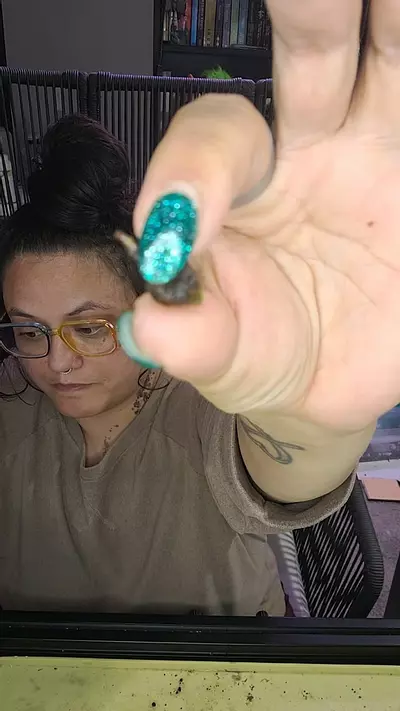 plant/alocasia dragon's breath aurea REVERT CORM-0-thumbnail