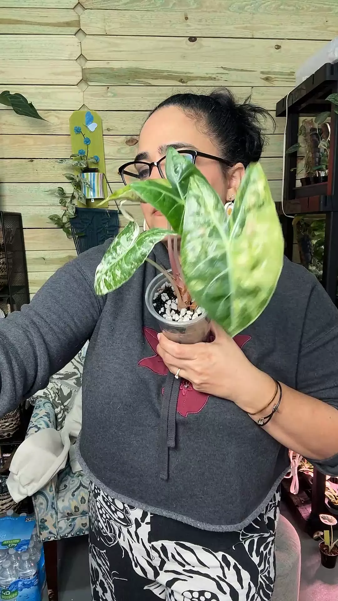 plant/3306 Alocasia nairobi nights-0