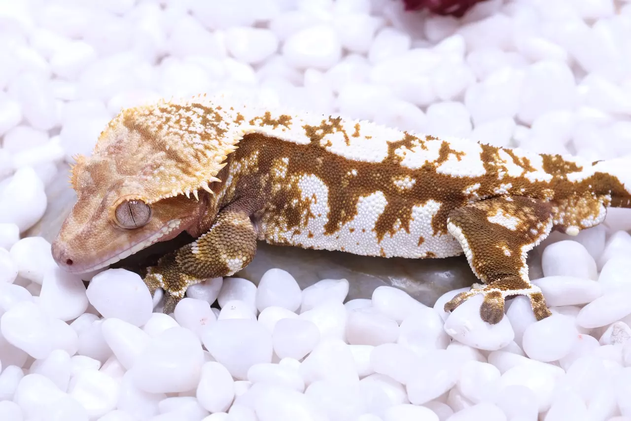 plant/Rusty - proven Male out of Saison x Frezza-0