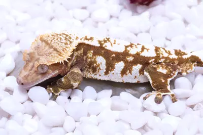 plant/Rusty - proven Male out of Saison x Frezza-0-thumbnail