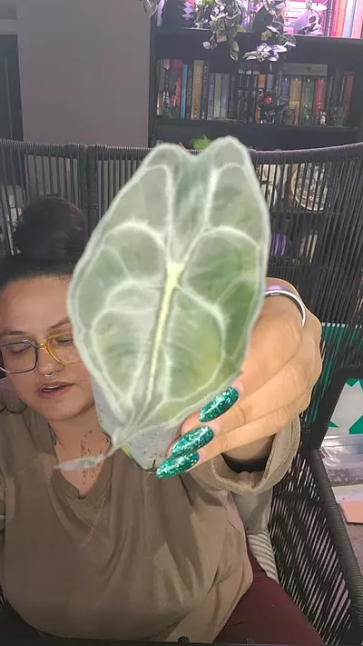 plant/alocasia Venom #6-0-thumbnail