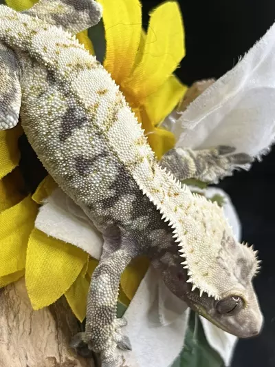 plant/Lavender Extreme paper white almost COMPLETE coverage-2-thumbnail