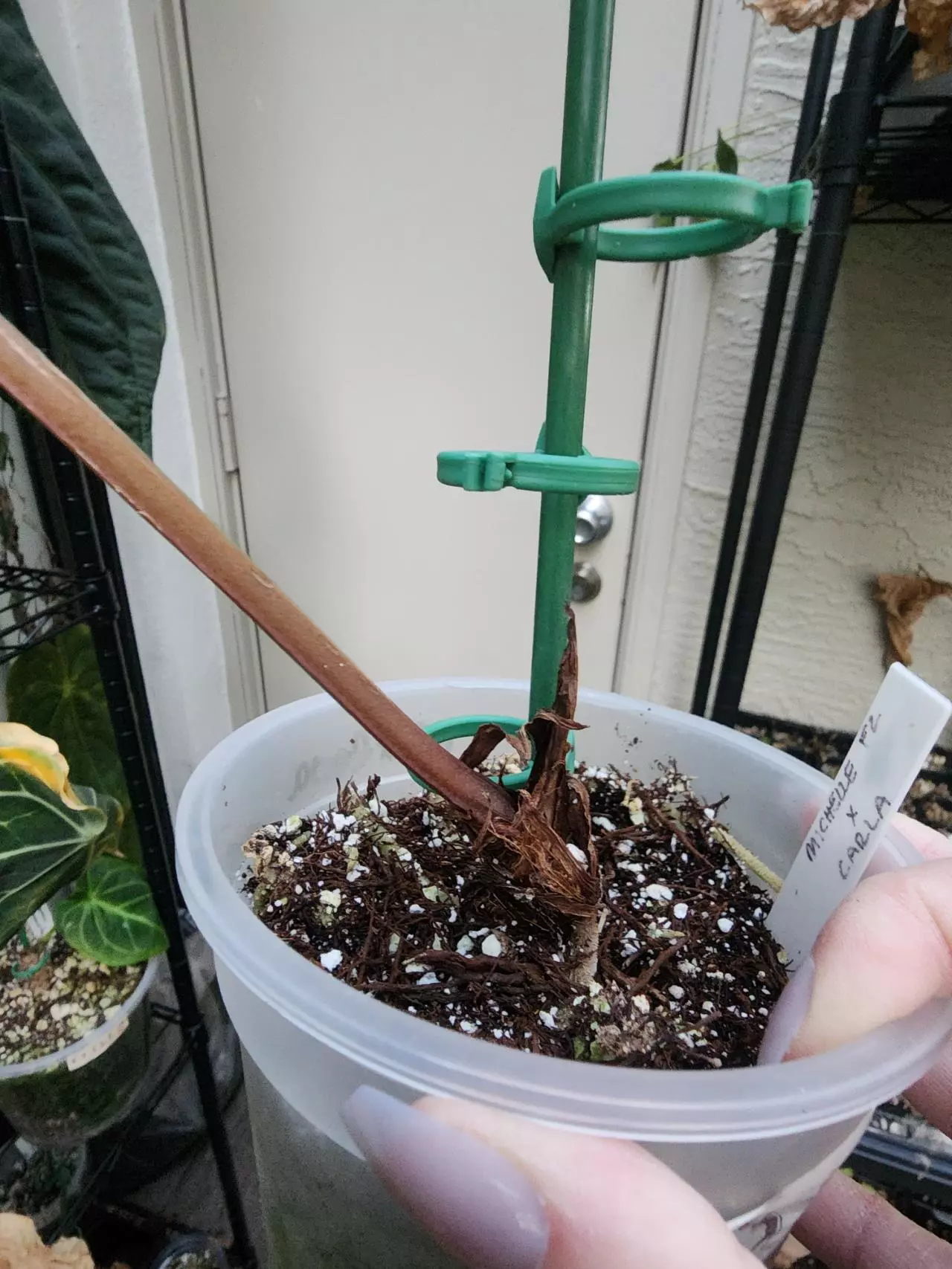 plant/Michelle f2 x Carla mature flowering size-1