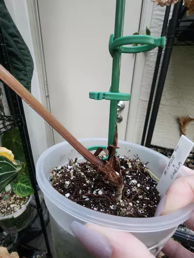 plant/Michelle f2 x Carla mature flowering size-1-thumbnail