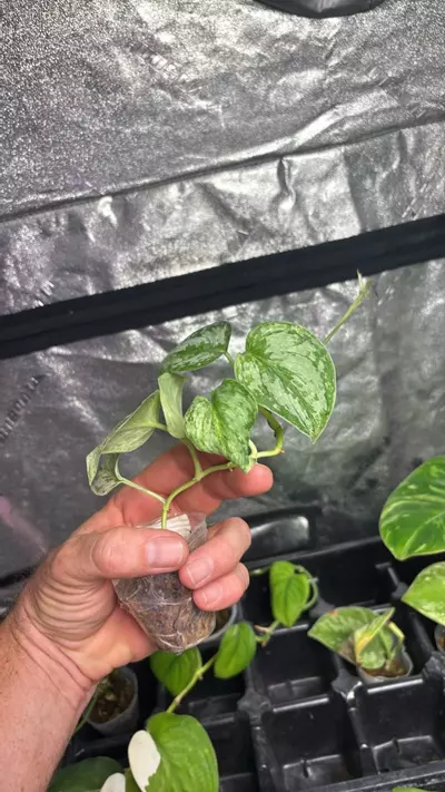 plant/Scindapsus Peasun 3” (PS1)-1-thumbnail