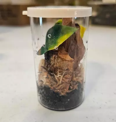 plant/Enclosure kit arboreal sling-0-thumbnail