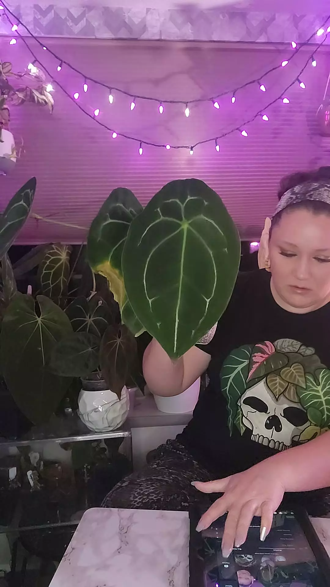 plant/Medusa wannabe DF Forgetii in cataphyll 0328-0