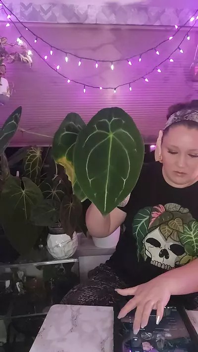 plant/Medusa wannabe DF Forgetii in cataphyll 0328-0-thumbnail