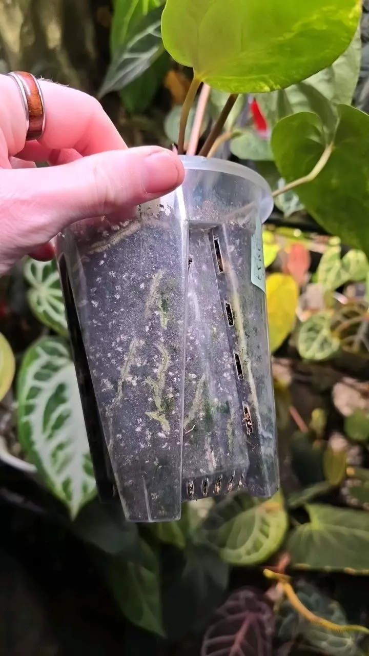 plant/Variegated RVDP Self-4