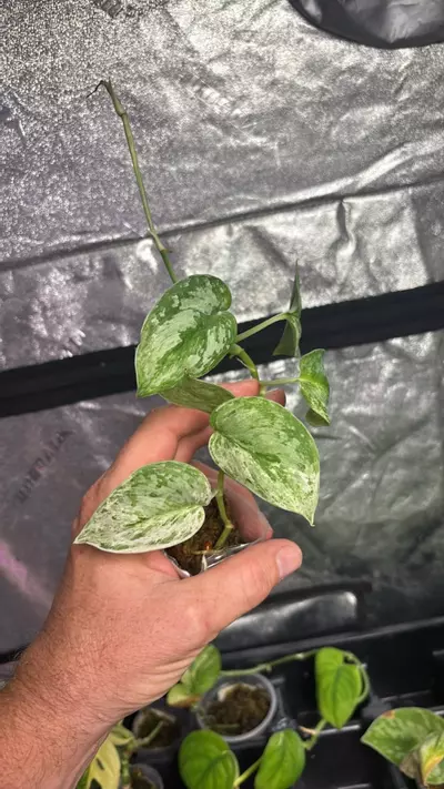 plant/Scindapsus Peasun 3” (PS1)-0-thumbnail