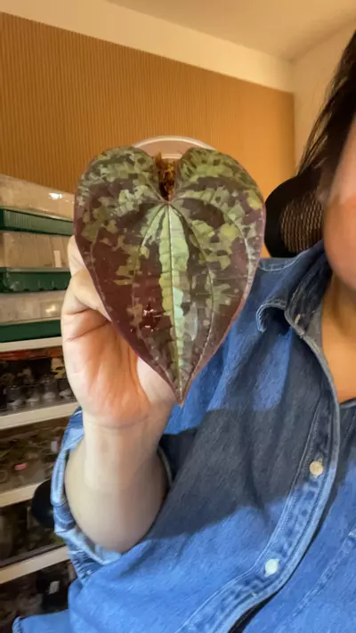 plant/discorea discolor GC-0-thumbnail