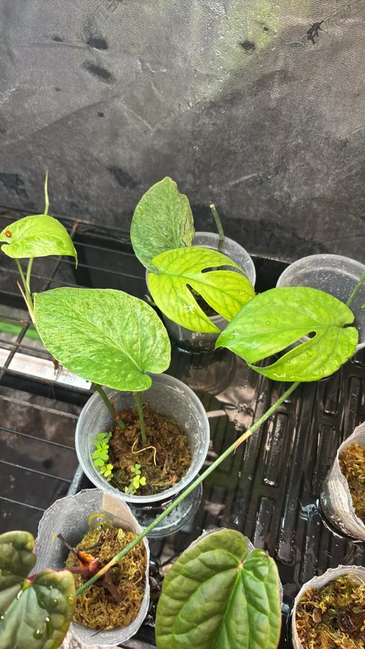 plant/Amydrium Spider Mint 4” - Grower’s Choice-0