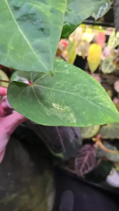 plant/Variegated RVDP Self-2-thumbnail