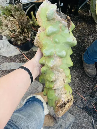 plant/Totem Mid Cut Hefty!-0-thumbnail