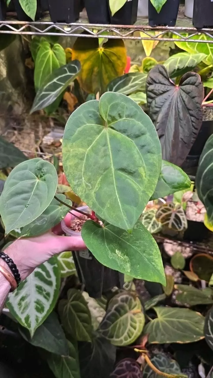 plant/Variegated RVDP Self-0