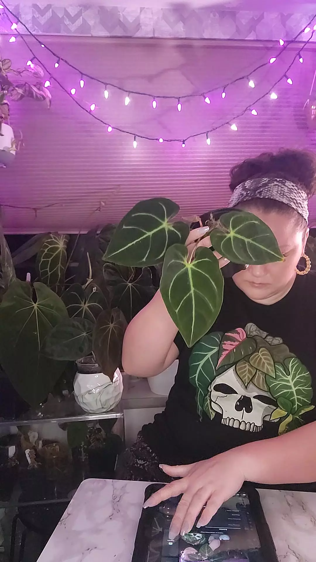 plant/Black Regale- Rare Find 0335-0